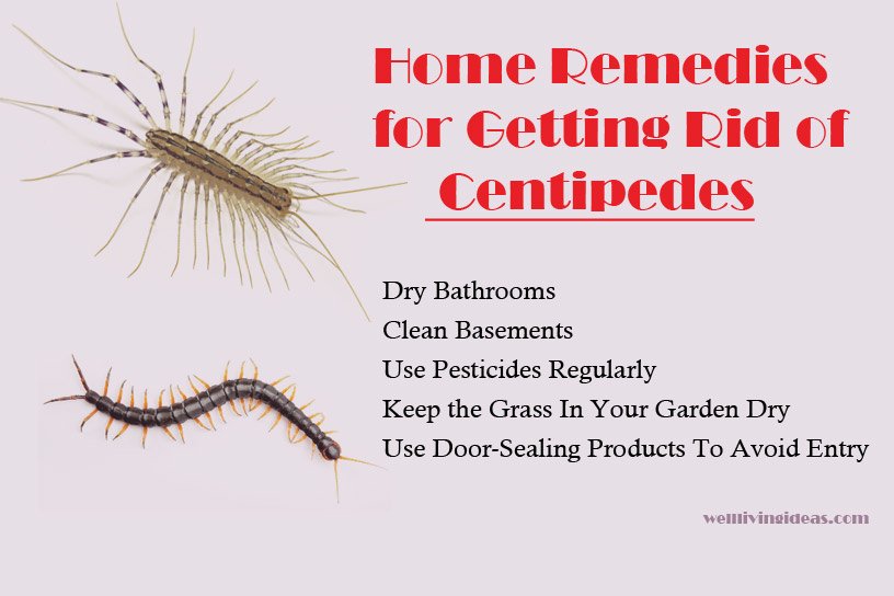 Home Remedies for Getting Rid of Centipedes