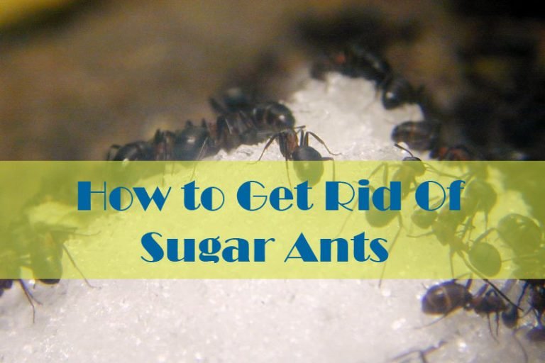 17 Natural Ways to Getting Rid of Sugar Ants (In House And Kitchen