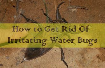 17 Effective Household Remedies to Get Rid Of Irritating Water Bugs Get Rid Of Irritating Water Bugs