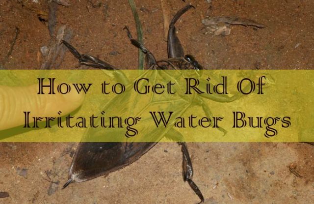 Get Rid Of Irritating Water Bugs