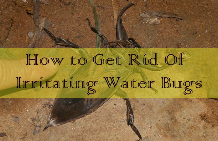 How to Get Rid Of Water Bugs