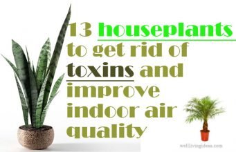 13 Best Houseplants to Get Rid of Toxins and Improve Indoor Air Quality Best houseplants to get rid of toxins and improve indoor air quality