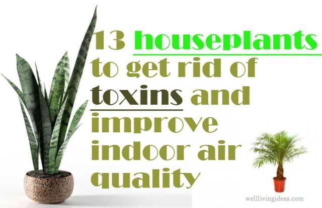 Best houseplants to get rid of toxins and improve indoor air quality