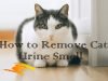 11 Effective Home Remedies for Cat Urine Odor Removal Home Remedies for Cat Urine Odor Removal