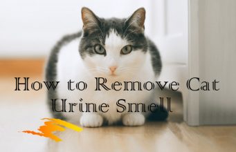 11 Effective Home Remedies for Cat Urine Odor Removal Home Remedies for Cat Urine Odor Removal
