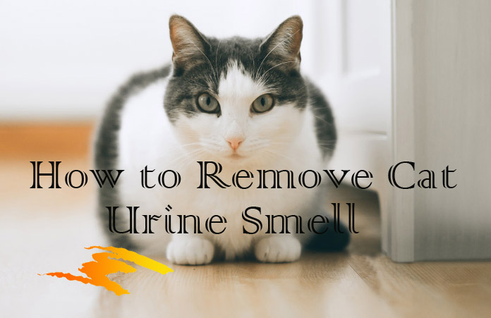 remove cat urine smell