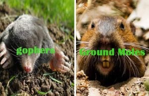 10 Best Home Remedies to Get Rid of Gophers and Ground Moles Home Remedies to get rid of gophers and Ground Moles