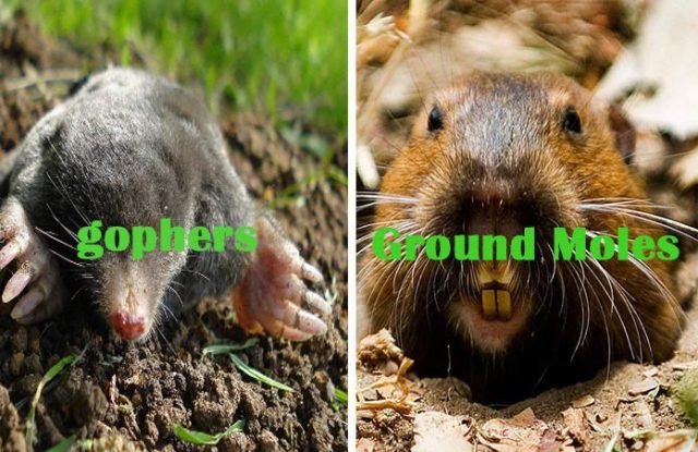 Home Remedies to get rid of gophers and Ground Moles