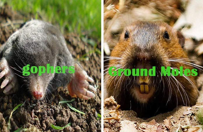 get rid of gophers and Ground Moles