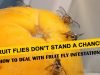 10 Best Home Solutions for Getting Rid of Fruit Fly Infestation Home Solutions for Getting Rid of Fruit Fly Infestation