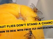 10 Best Home Solutions for Getting Rid of Fruit Fly Infestation Home Solutions for Getting Rid of Fruit Fly Infestation