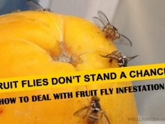 10 Best Home Solutions for Getting Rid of Fruit Fly Infestation Home Solutions for Getting Rid of Fruit Fly Infestation