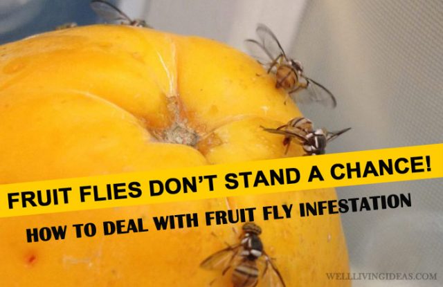 Home Solutions for Getting Rid of Fruit Fly Infestation