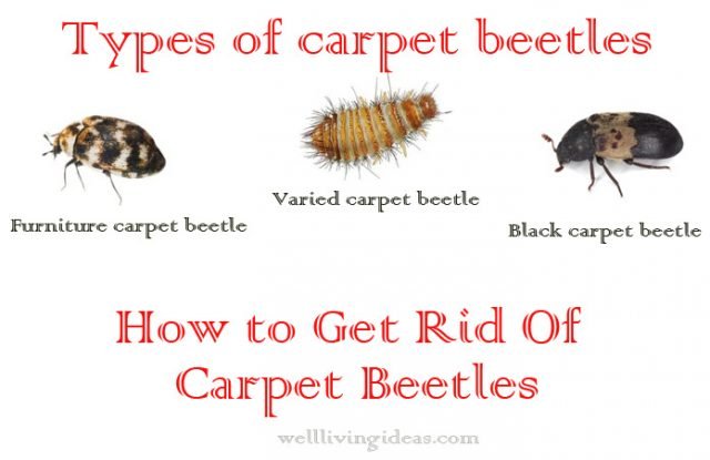 Effective Ways Of Getting Rid Of Carpet Beetles