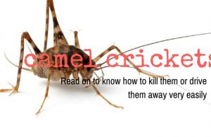 20 Simple Homemade Remedies to Get Rid of Camel Crickets homemade remedies to get rid of camel crickets