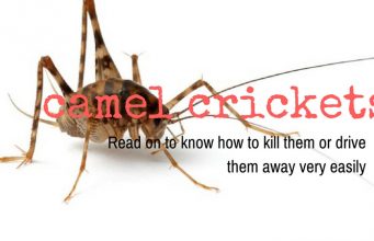 20 Simple Homemade Remedies to Get Rid of Camel Crickets homemade remedies to get rid of camel crickets