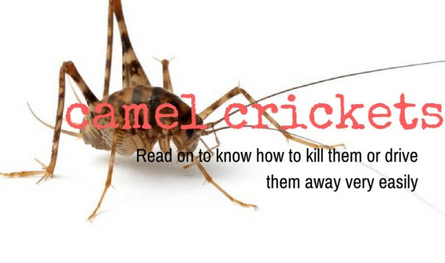 homemade remedies to get rid of camel crickets