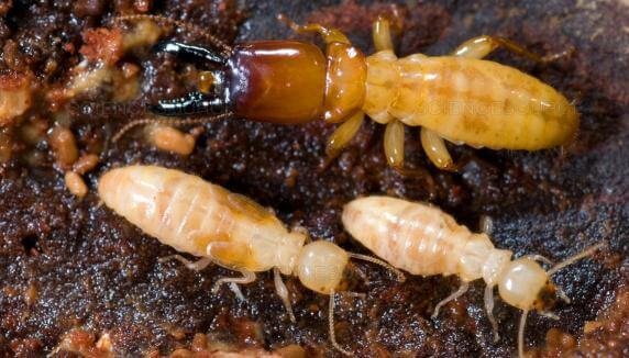 Dampwood termites