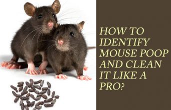 Mouse Dropping – How to Identify Mouse Poop and Clean It Like a Pro What does mouse dropping look like