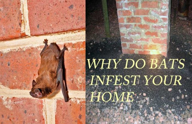 How to Get Bats Out of Your House