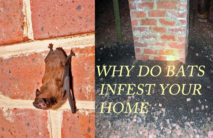 How to Get Bats Out of Your House? Best Way to Trapping Bats in Home - How To Get A Bat Out Of The House