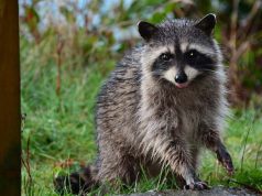 Natural Remedies To Get Rid Of Skunks Natural Remedies To Get Rid Of Skunks
