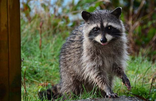 How to keep raccoons away naturally