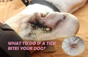Tick Bite on Dog: 10 Natural Treatments and Dog Ticks Removal Ways Tick Bite on Dog: 10 Natural Treatments