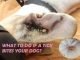 Tick Bite on Dog: 10 Natural Treatments and Dog Ticks Removal Ways Tick Bite on Dog: 10 Natural Treatments