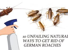 Natural Ways To Get Rid Of German Cockroaches Natural Ways To Get Rid Of German Cockroaches