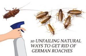 10 Unfailing Natural Ways to Get Rid of German Roaches (Baby Cockroaches) Fast Natural Ways to Get Rid of German Roaches (Baby Roaches)
