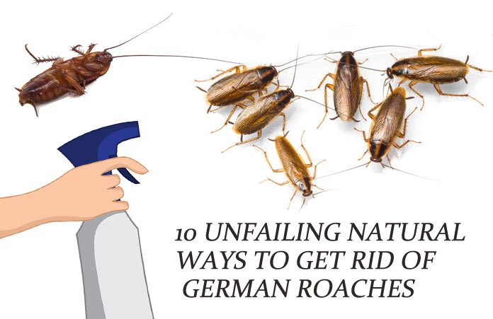 10 Unfailing Natural Ways to Get Rid of German Roaches ...