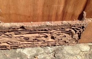 10 Proven DIY Natural Ways to Get Rid of Termites in House Natural Ways to Get Rid of Termites in House