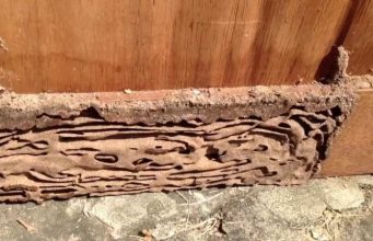 10 Proven DIY Natural Ways to Get Rid of Termites in House Natural Ways to Get Rid of Termites in House