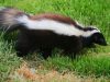 Natural Remedies To Get Rid Of Skunks Natural Remedies To Get Rid Of Skunks