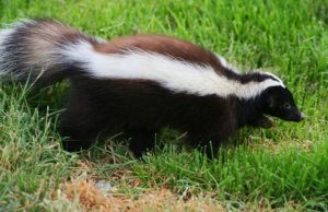 11 Natural and Safe Ways to Get Rid of Skunks from Your Properties Safe Ways to Get Rid of Skunks