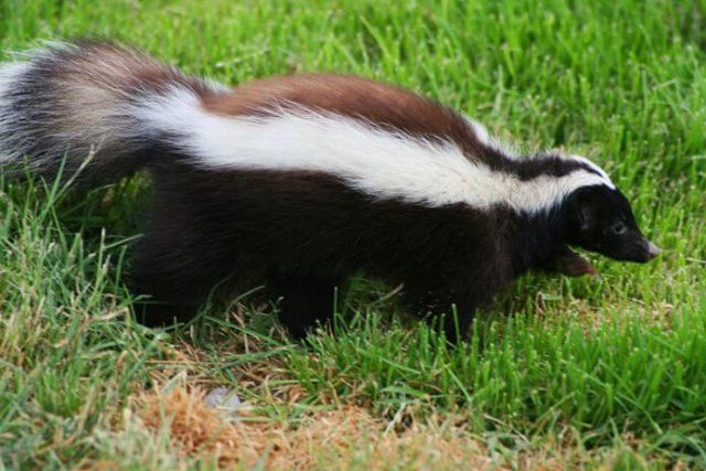 Safe Ways to Get Rid of Skunks