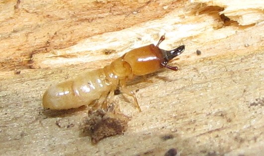 Subterranean termites