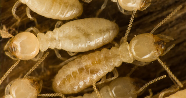 Subterranean termites