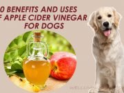 Natural Ways To Get Rid Of Ear Infection In Dogs Natural Ways To Get Rid Of Ear Infection In Dogs