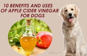 10 Health Benefits And Uses Of Apple Cider Vinegar For Dogs Benefits And Uses Of Apple Cider Vinegar For Dogs