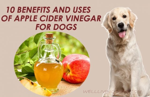 Benefits And Uses Of Apple Cider Vinegar For Dogs