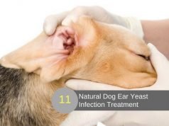 11 Fast Acting Home Remedies For Dog Ear Yeast Infection Home Remedies For Dog Ear Yeast Infection