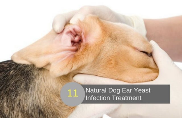 Home Remedies For Dog Ear Yeast Infection