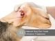 11 Fast Acting Home Remedies For Dog Ear Yeast Infection Home Remedies For Dog Ear Yeast Infection