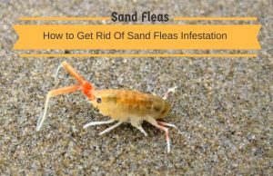 11 Effective Home Remedies To Get Rid Of Sand Fleas Infestation Home Remedies To Get Rid Of Sand Fleas Infestation