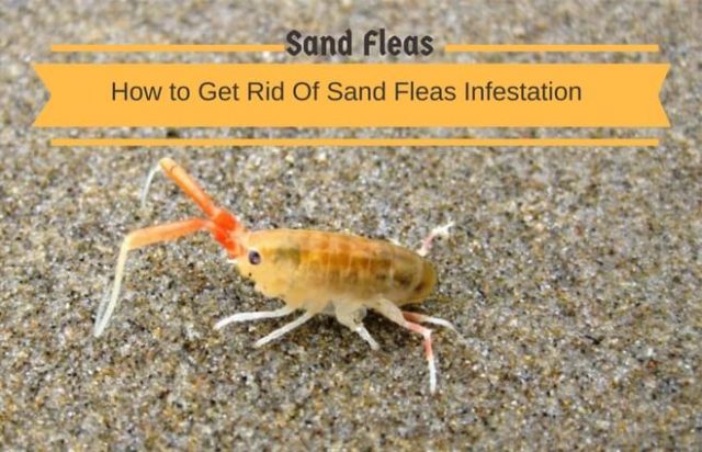 Home Remedies To Get Rid Of Sand Fleas Infestation