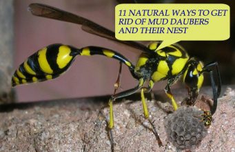 11 Natural Ways To Get Rid Of Mud Daubers And Their Nest Natural Ways To Get Rid Of Mud Daubers And Their Nest