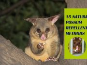 How To Get Rid Of Possum – 15 Natural Possum Repellent Methods How To Get Rid Of Possum Naturally