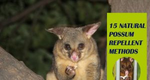 How To Get Rid Of Possum – 15 Natural Possum Repellent Methods How To Get Rid Of Possum Naturally